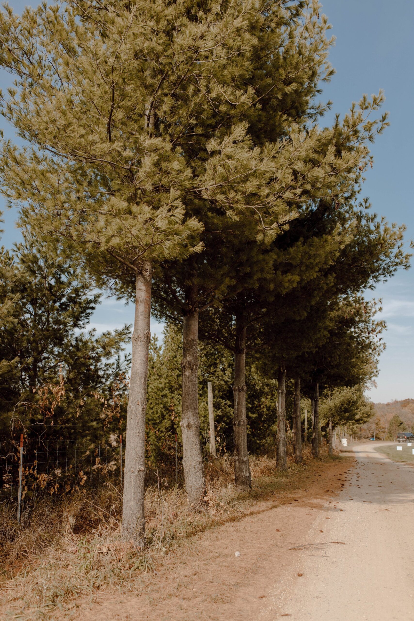 Tall pine trees wedding